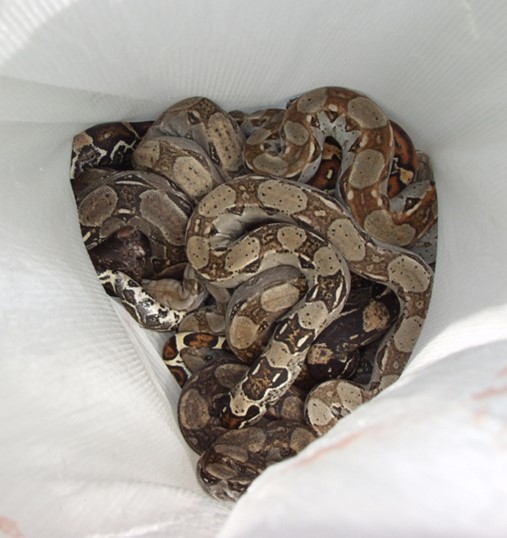 Bag of boas